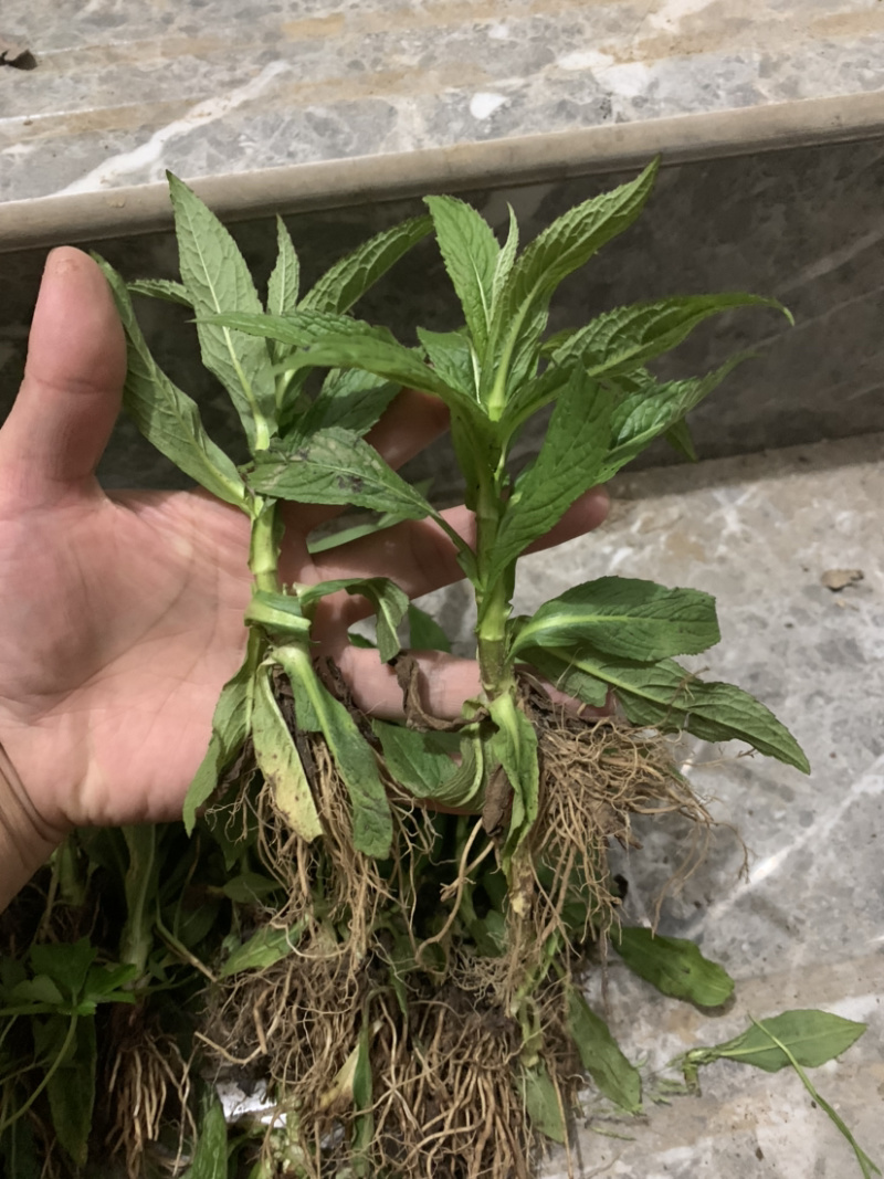 旋复花苗.金佛草.六月菊.多年生草本药材好栽种易成活