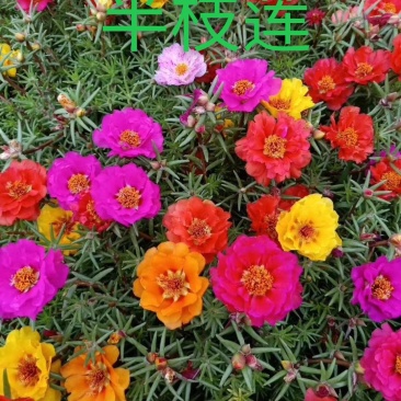 半枝莲，马踢莲，基地直销规格齐全，质量保证，