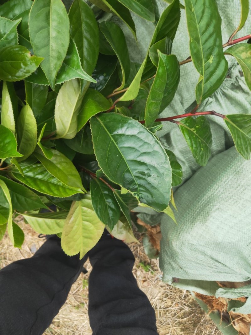 油茶树苗嫁接高产油茶红花油茶苗茶油树