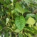 油茶树苗嫁接高产油茶红花油茶苗茶油树