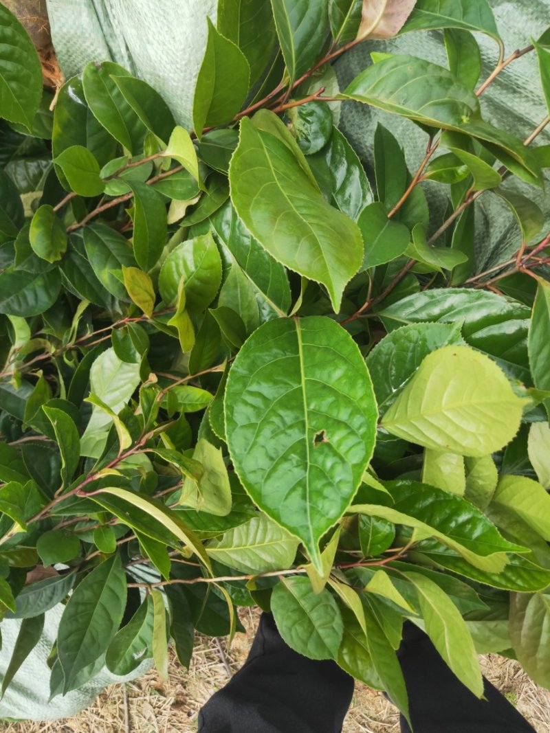 油茶树苗嫁接高产油茶红花油茶苗茶油树