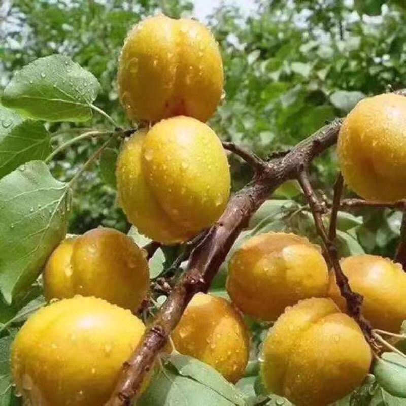 小白杏！中国珍珠油杏发源地！
