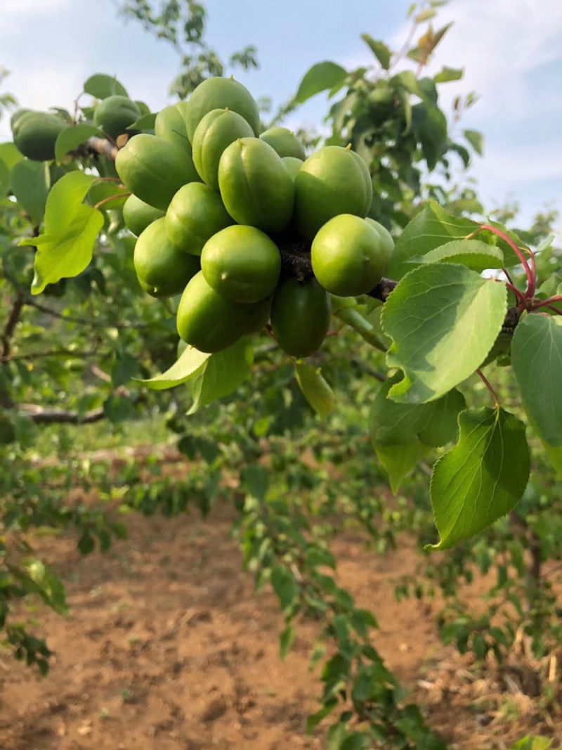 小白杏！中国珍珠油杏发源地！
