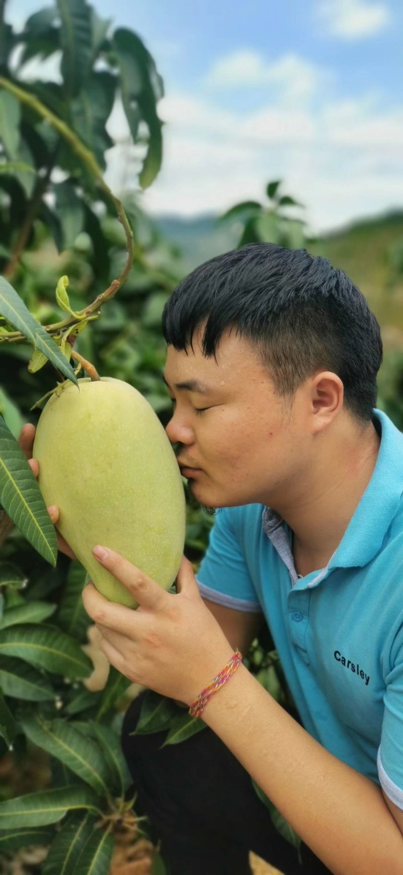 版纳大青芒