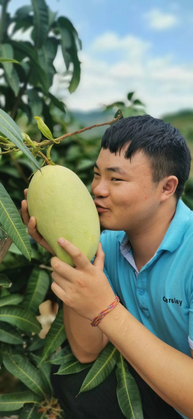 版纳大青芒