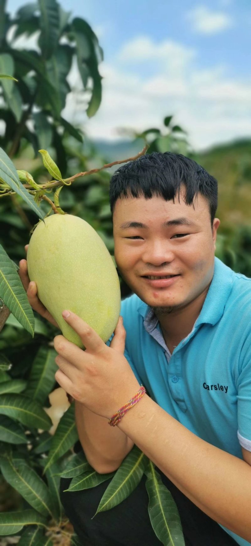 版纳大青芒