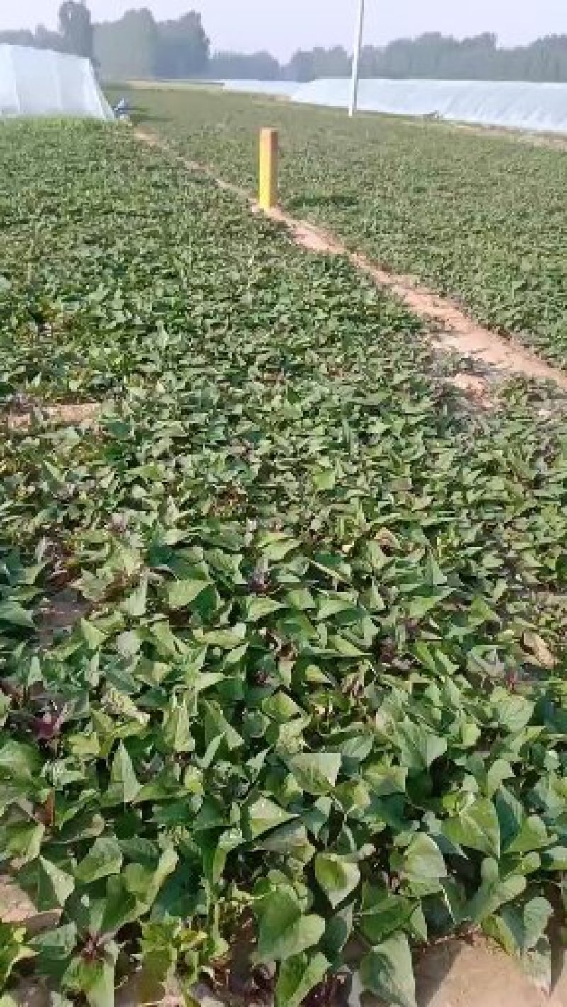 脱毒商薯，龙薯九号，西瓜红薯苗基地直供，日供百万