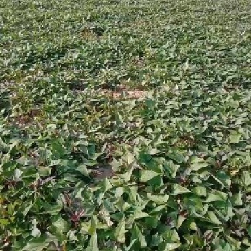 脱毒商薯，龙薯九号，西瓜红薯苗基地直供，日供百万