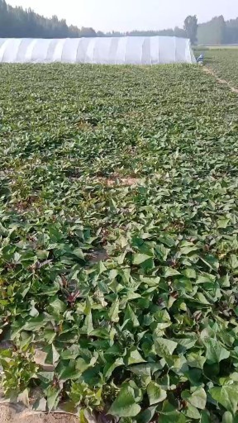 脱毒商薯，龙薯九号，西瓜红薯苗基地直供，日供百万