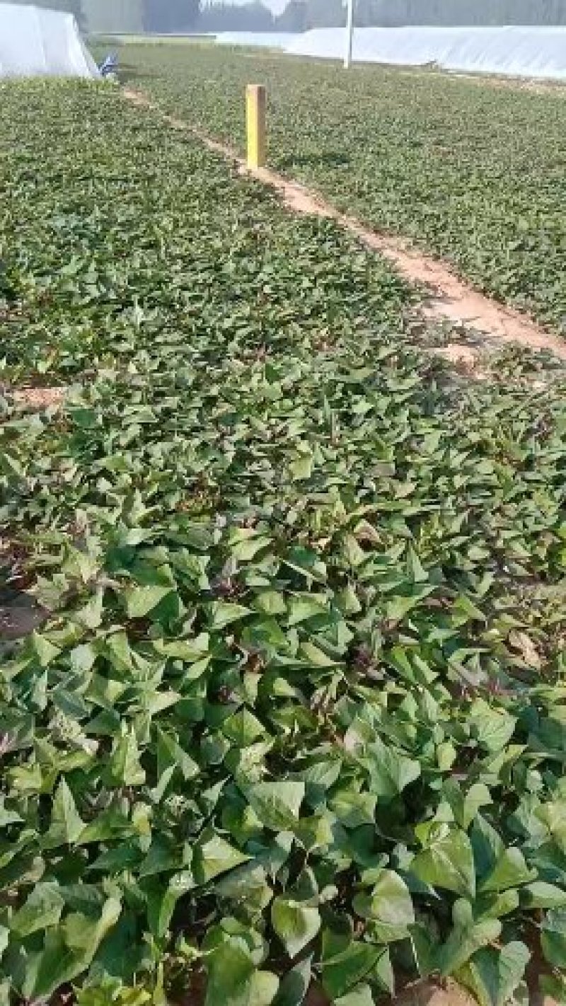 大量供，脱毒商薯19，龙薯九号，西瓜红，红薯苗基地直供