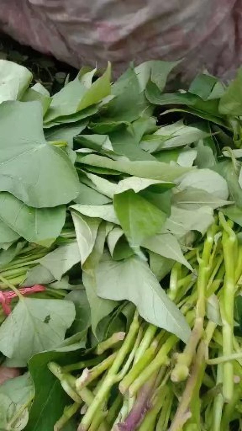 大量供，脱毒商薯19，龙薯九号，西瓜红，红薯苗基地直供
