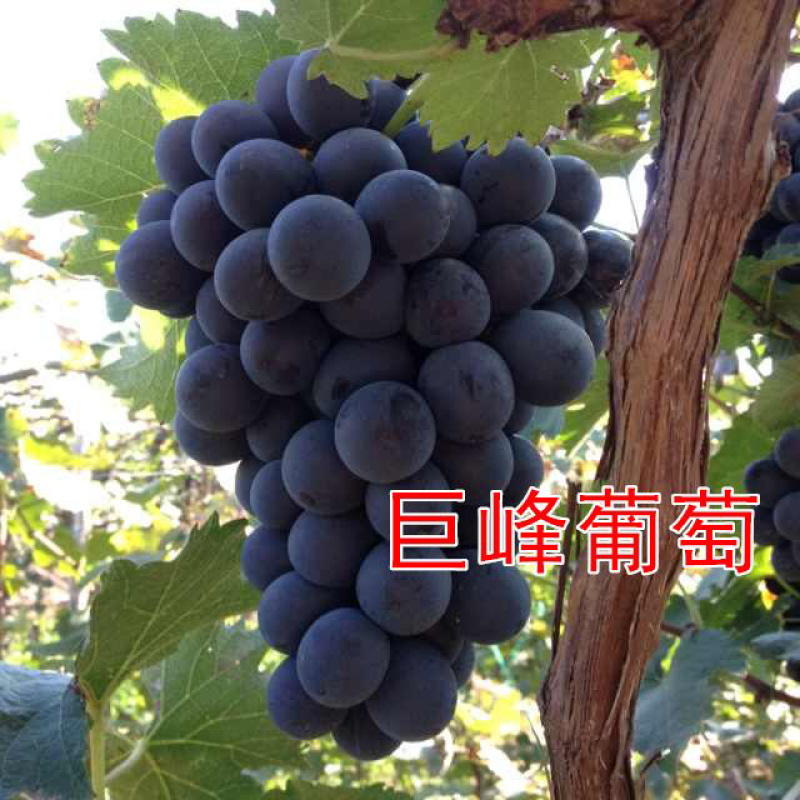 软、硬枝巨峰葡萄江苏新沂产地直供支持线上线下交易