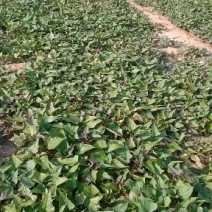 陆地大田苗脱毒商薯19，龙薯九号，西瓜红，紫罗兰红薯苗