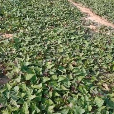 陆地大田苗脱毒商薯19，龙薯九号，西瓜红，紫罗兰红薯苗