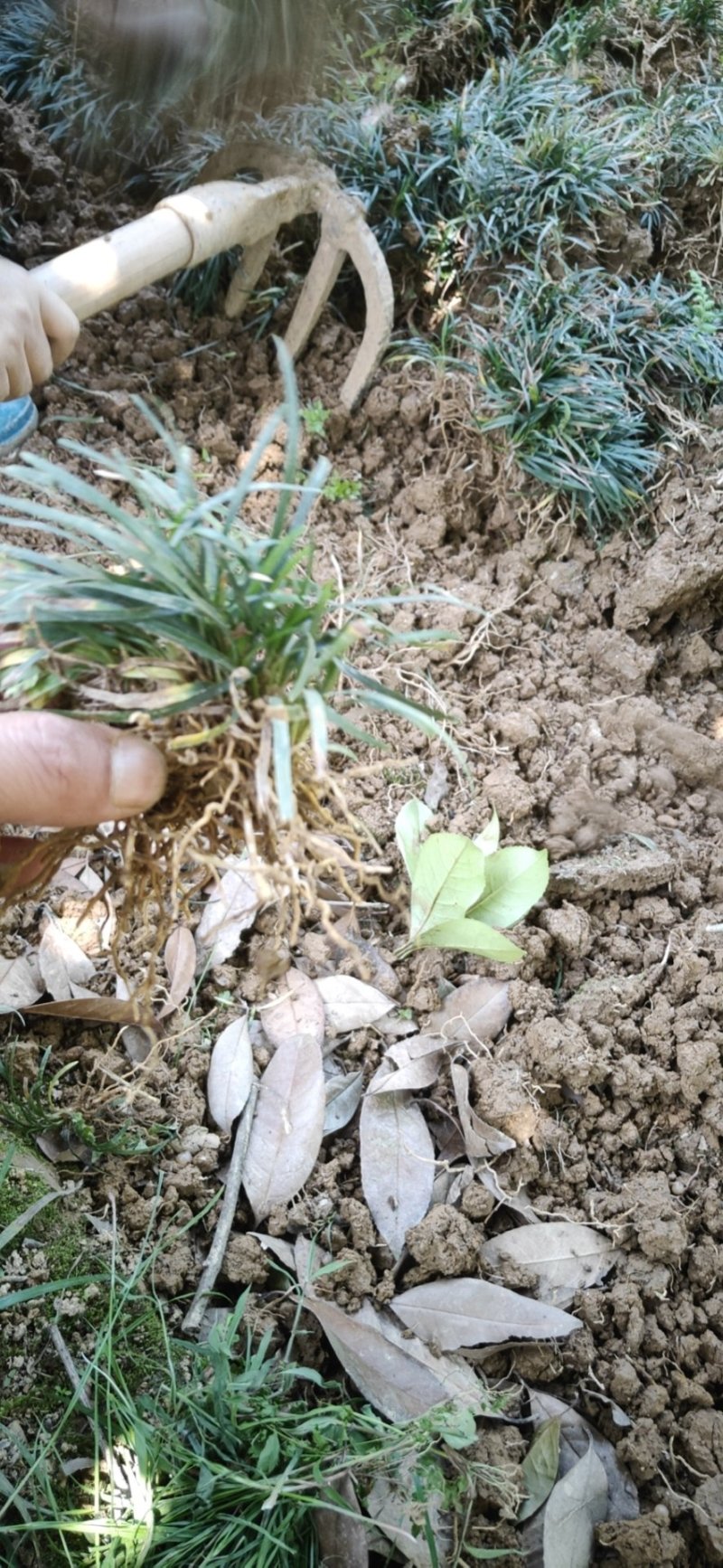 玉龙草。庭院别墅专用地被绿化苗