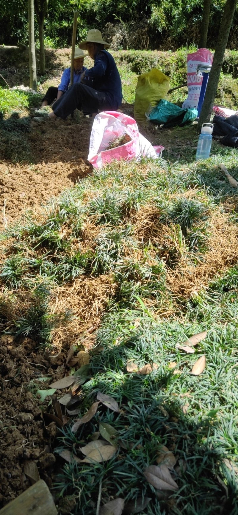 玉龙草。庭院别墅专用地被绿化苗