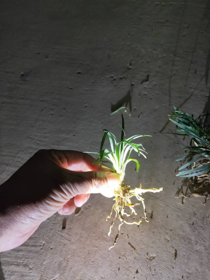 玉龙草。庭院别墅专用地被绿化苗