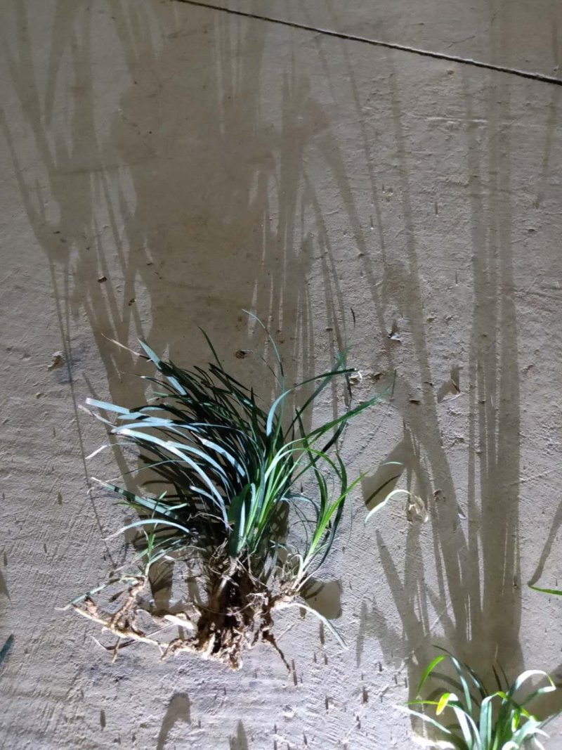 玉龙草。庭院别墅专用地被绿化苗