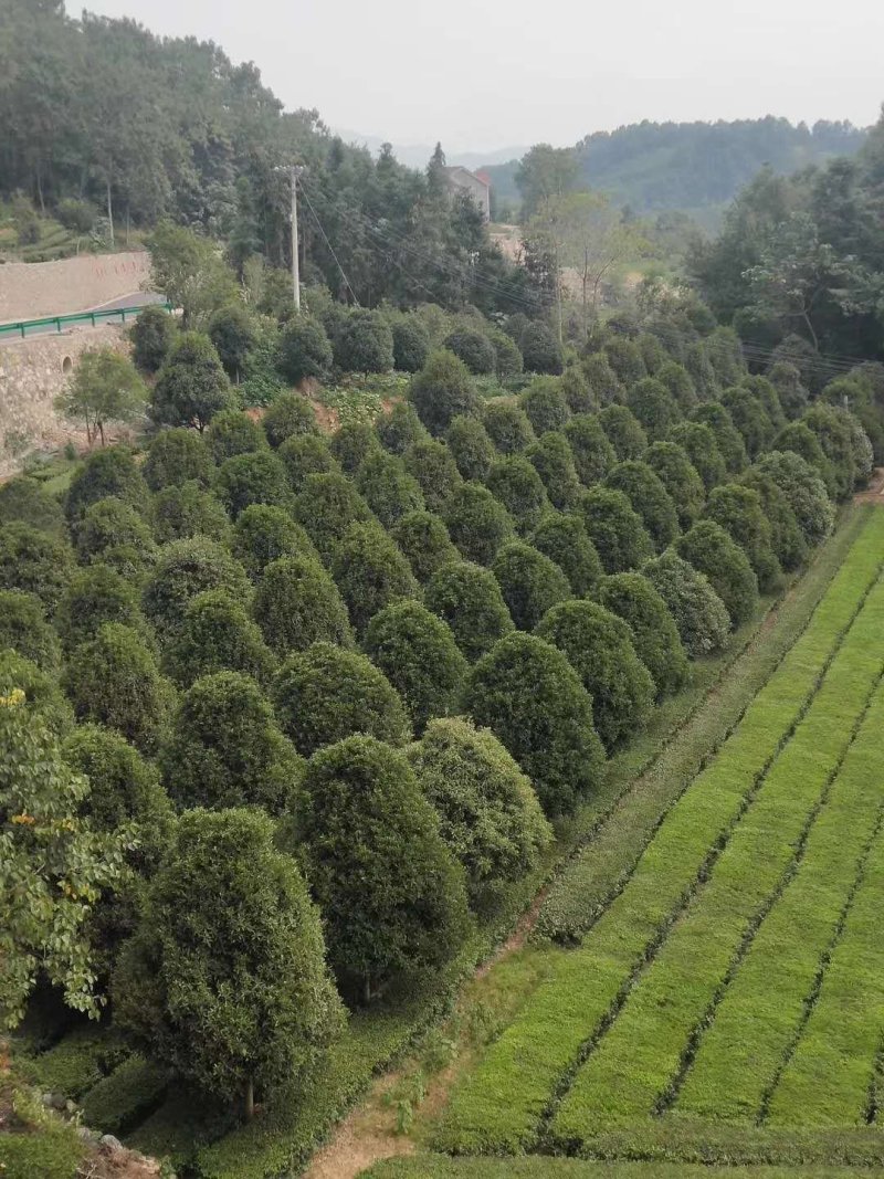 桂花树丛生四季桂及金桂