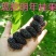 果桑苗无籽大十桑树苗现挖已嫁接包成活提供技术协助销售
