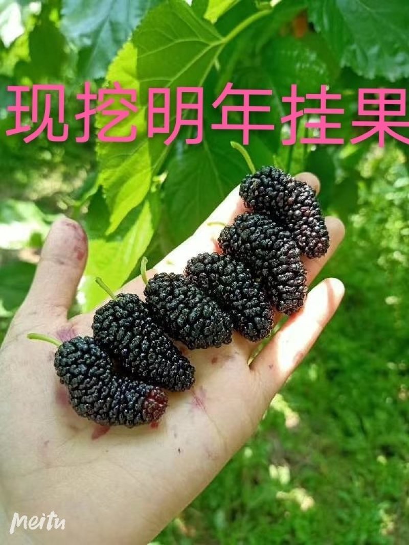 果桑苗无籽大十桑树苗现挖已嫁接包成活提供技术协助销售