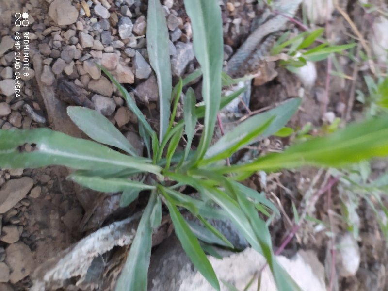 贵州古夜郎野生中药材紫菀野生砖叶紫菀下单现采