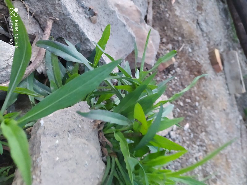 贵州古夜郎野生中药材紫菀野生砖叶紫菀下单现采