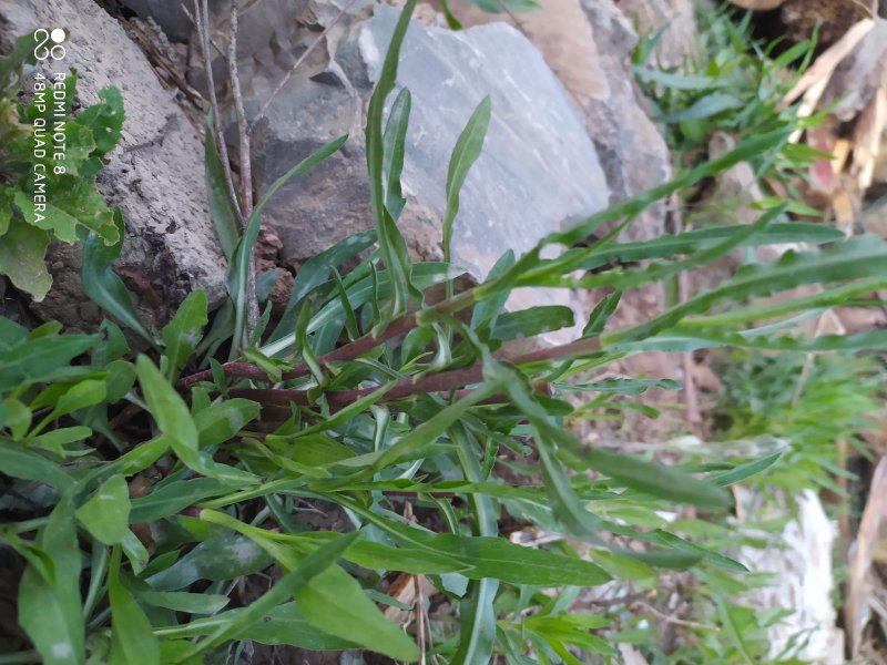 贵州古夜郎野生中药材紫菀野生砖叶紫菀下单现采