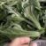 冰草种植基地直供，非洲冰草，全年有货，新鲜