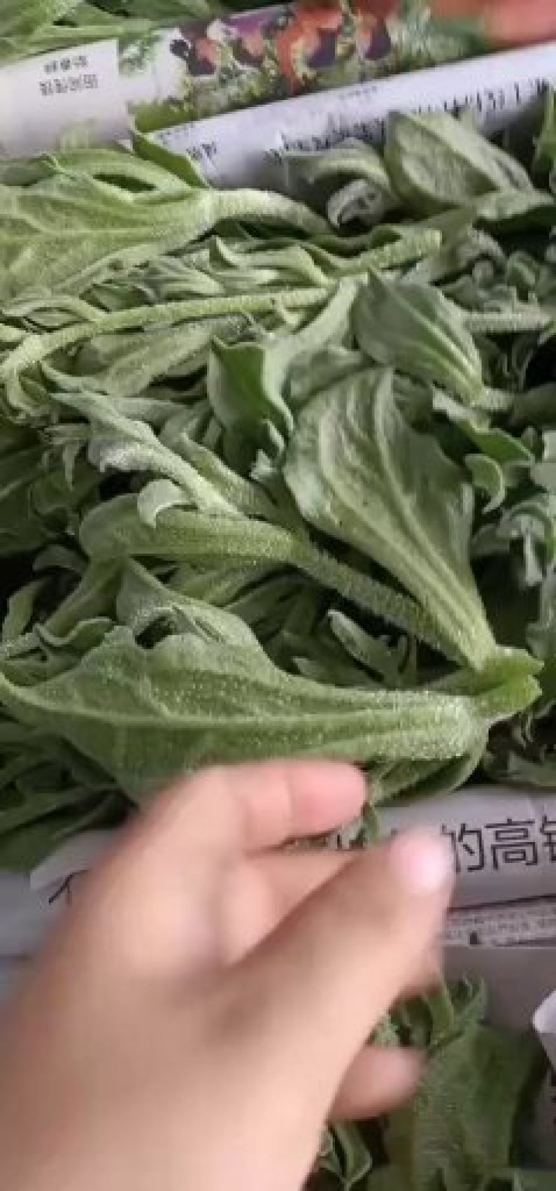 冰草种植基地直供，非洲冰草，全年有货，新鲜
