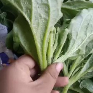 冰草种植基地直供，非洲冰草，全年有货，新鲜