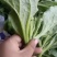 冰草种植基地直供，非洲冰草，全年有货，新鲜