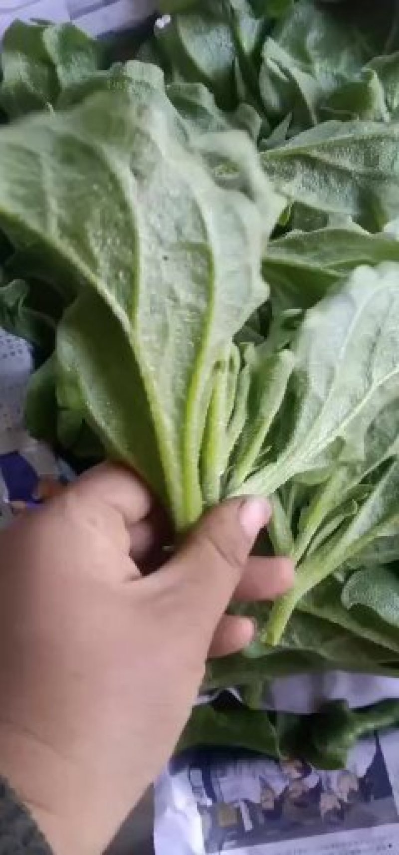 冰草种植基地直供，非洲冰草，全年有货，新鲜