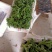 冰草种植基地直供，非洲冰草，全年有货，新鲜