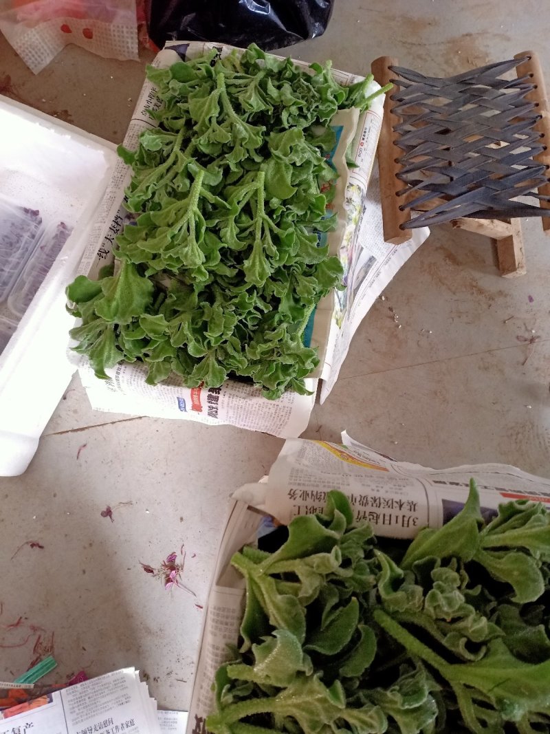 冰草种植基地直供，非洲冰草，全年有货，新鲜