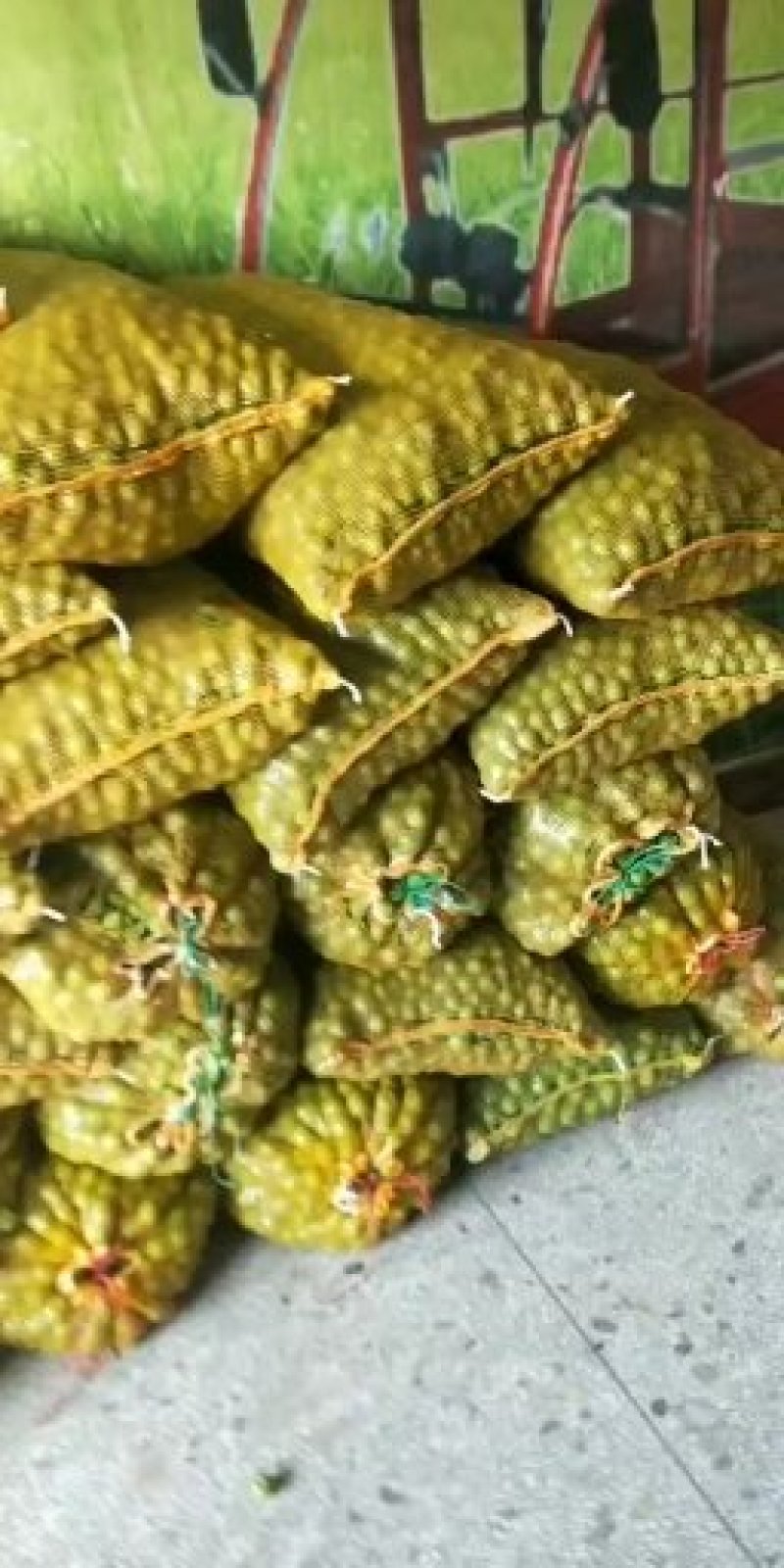 青李子产地直供大量有货实力供货