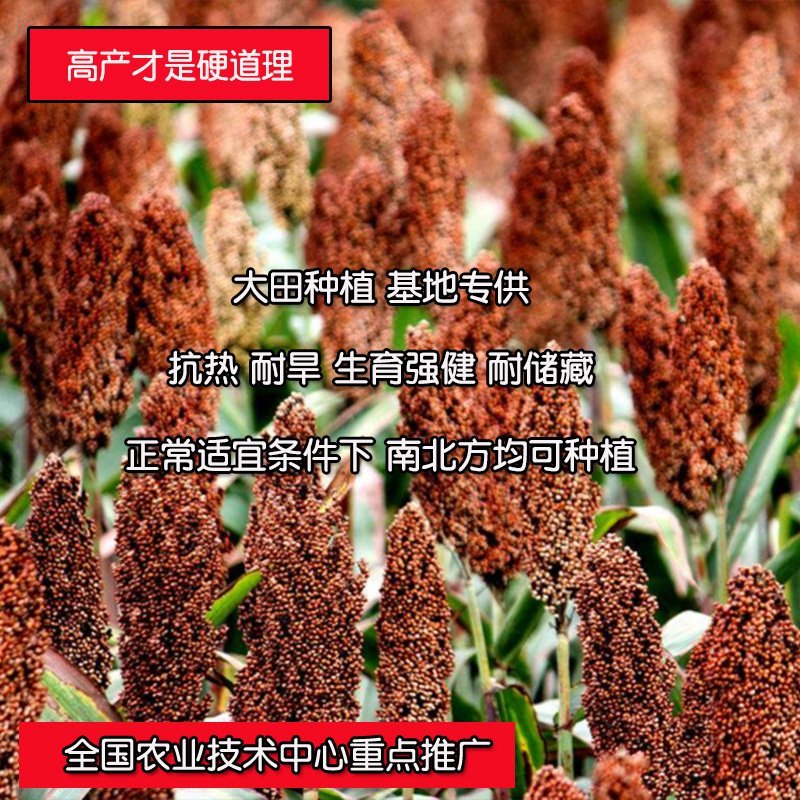 璐通小白人红高粱五谷杂粮高粱种子产量高杂粮种子