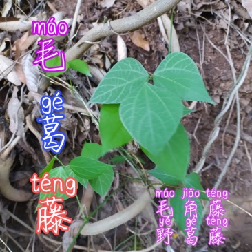 贵州古夜郎野生中药材野生葛根藤下单现采大山野生