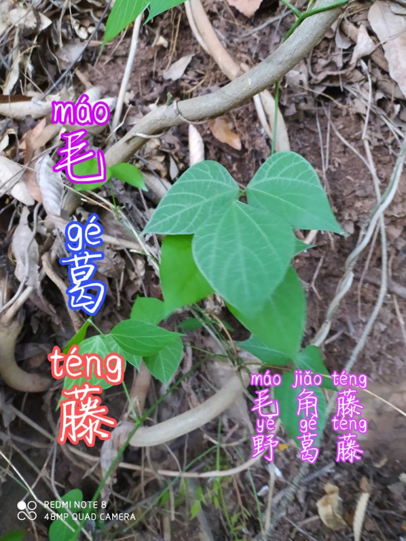 贵州古夜郎野生中药材野生葛根藤下单现采大山野生
