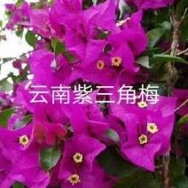 三角梅苗杯苗云南紫中国红加州红基地直供