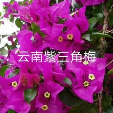 三角梅苗杯苗云南紫中国红加州红基地直供