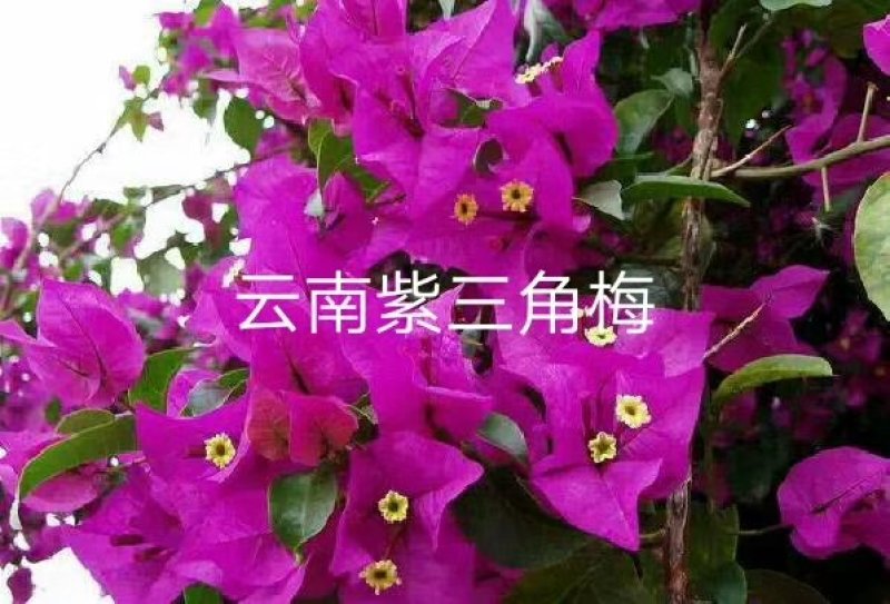 三角梅苗杯苗云南紫中国红加州红基地直供