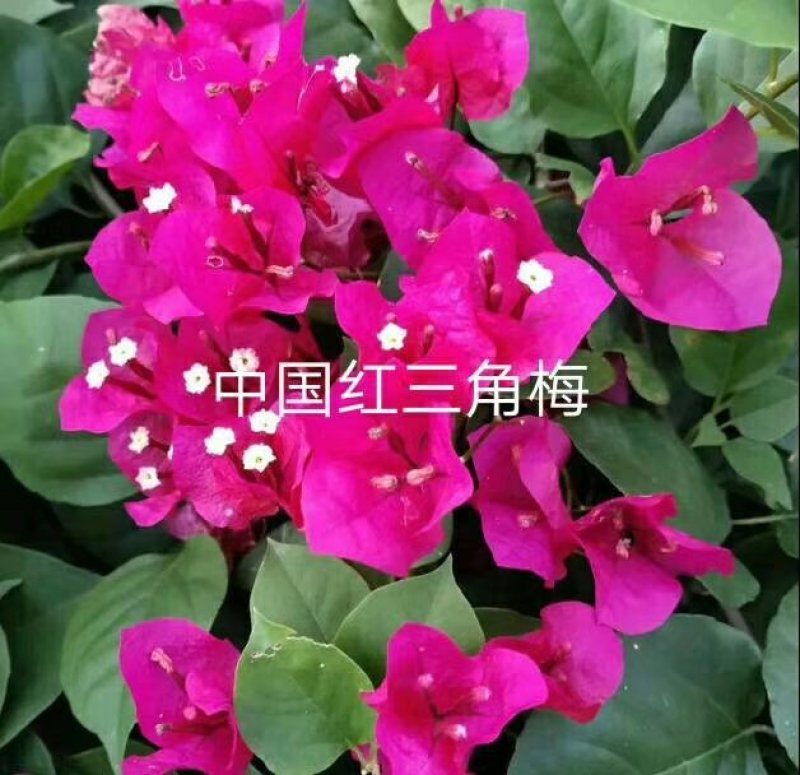 三角梅苗杯苗云南紫中国红加州红基地直供
