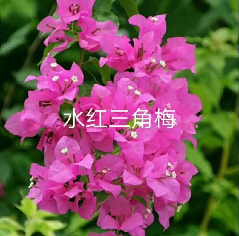 三角梅苗杯苗云南紫中国红加州红基地直供