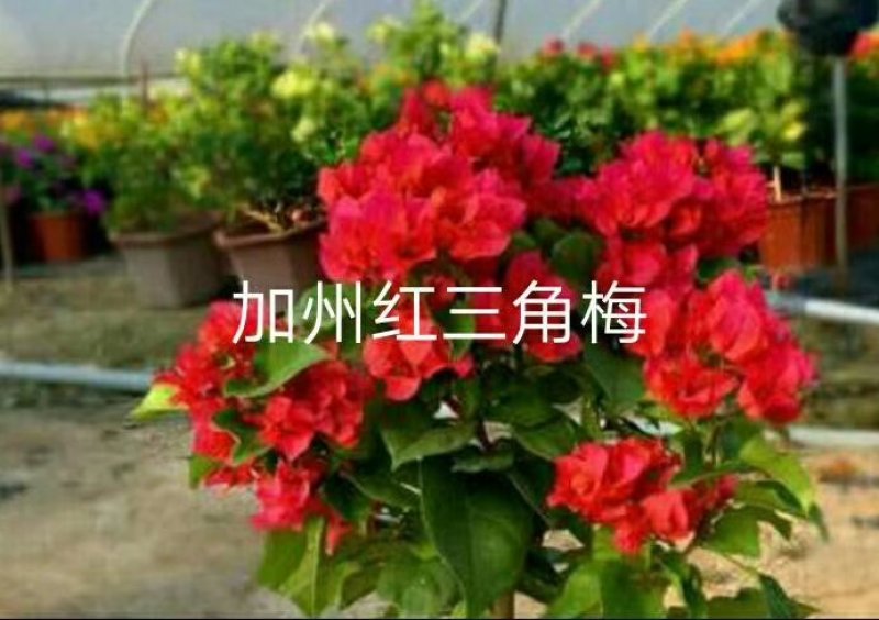 三角梅苗杯苗云南紫中国红加州红基地直供