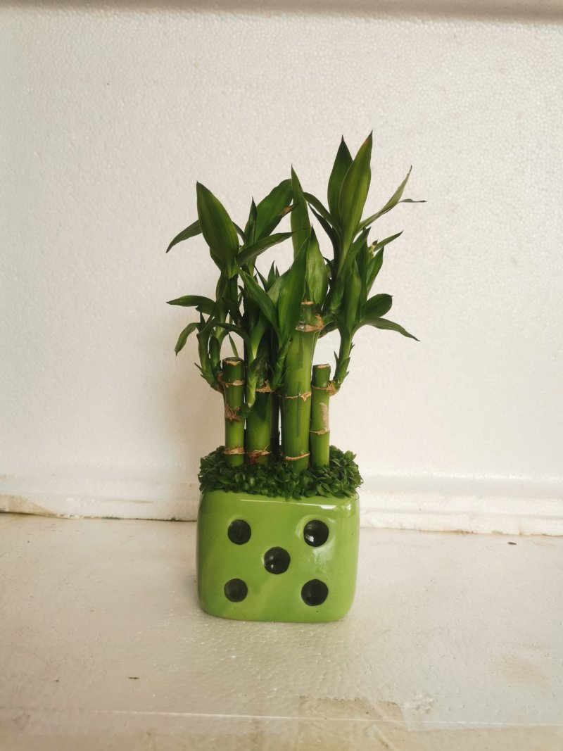 小森林竹子土培花卉好养活绿植办公桌面小盆栽