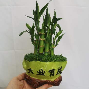 小森林竹子土培花卉好养活绿植办公桌面小盆栽