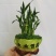 小森林竹子土培花卉好养活绿植办公桌面小盆栽
