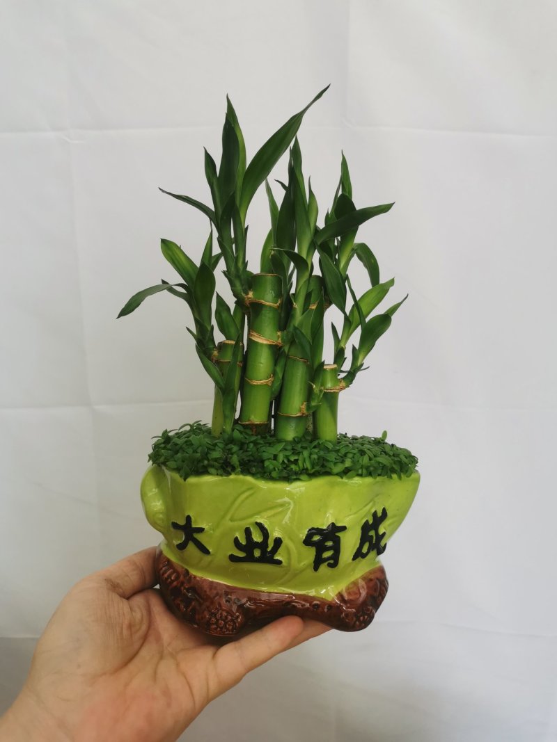 小森林竹子土培花卉好养活绿植办公桌面小盆栽