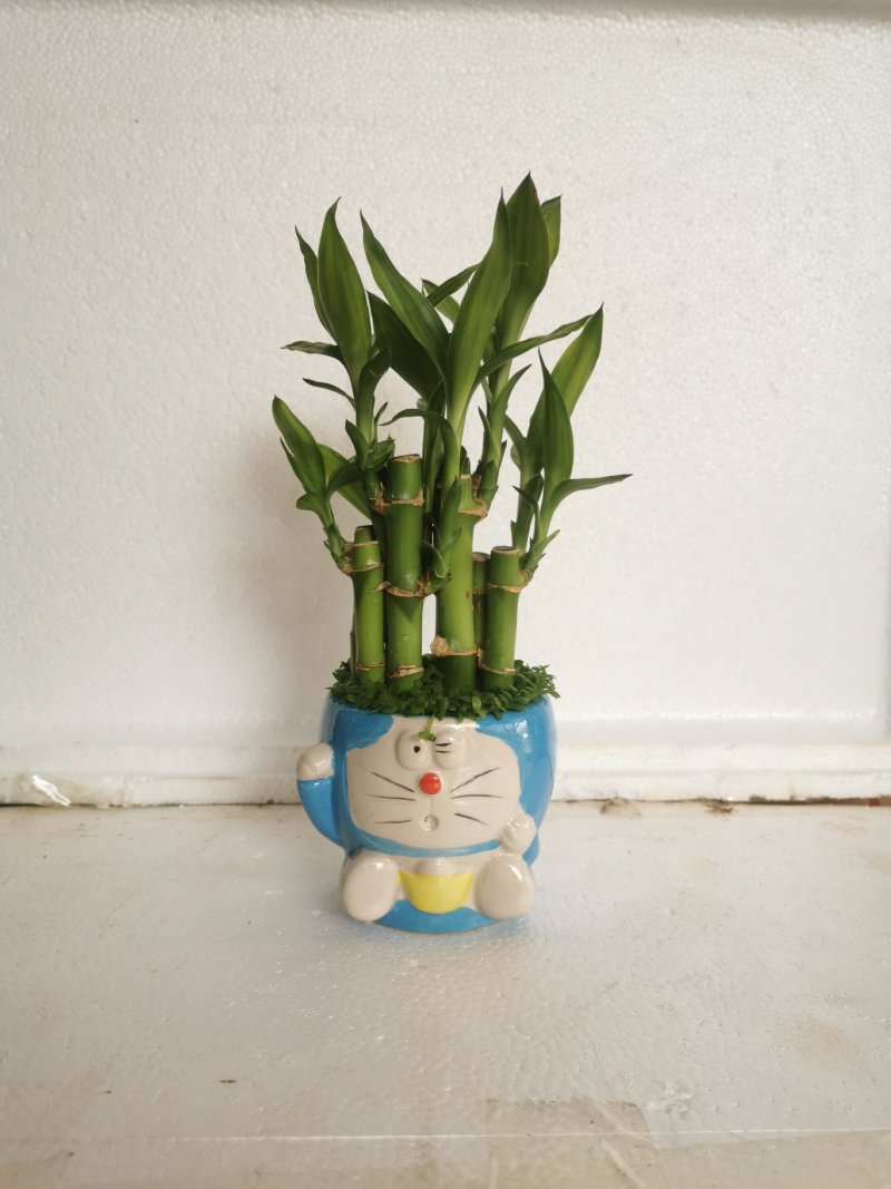 小森林竹子土培花卉好养活绿植办公桌面小盆栽